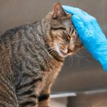 Thumbnail photo of Bam Bam #2