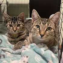 Thumbnail photo of Poppy #2