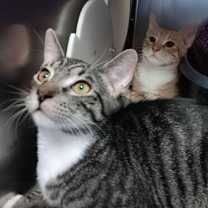 Thumbnail photo of Blossom #2