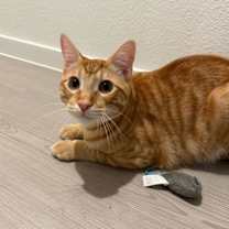 Thumbnail photo of Leo #3