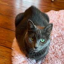 Thumbnail photo of Chloe #1