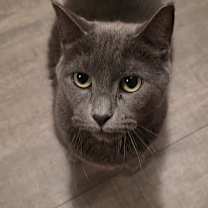 Thumbnail photo of Chloe #3