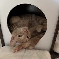 Thumbnail photo of Oliver #1