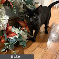 Thumbnail photo of Elsa #4