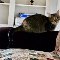 Thumbnail photo of Leilani #4