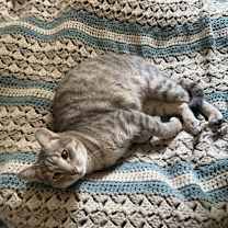 Thumbnail photo of Smokey #1