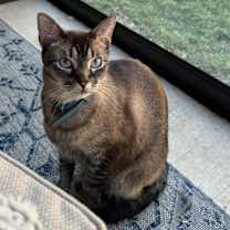 Thumbnail photo of Gustaf “Gus” #1