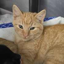 Thumbnail photo of Kimchi 25-1677 #1