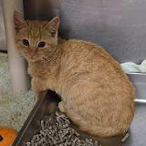 Thumbnail photo of Kimchi 25-1677 #2