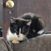 Thumbnail photo of Patches and Oreo #3