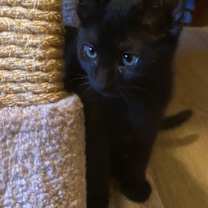 Thumbnail photo of Ashley - sweet little void - CCC #1