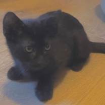 Thumbnail photo of Ashley - sweet little void - CCC #2