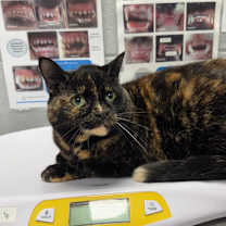 Thumbnail photo of Calah #2