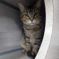 Thumbnail photo of Sammy #2