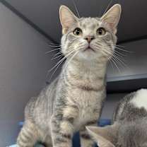 Thumbnail photo of Gray #1