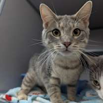 Thumbnail photo of Gray #2