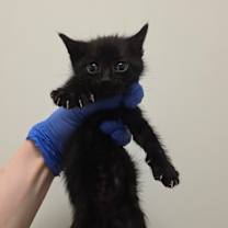 Thumbnail photo of Ford #3