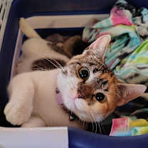 Thumbnail photo of Celeste #1