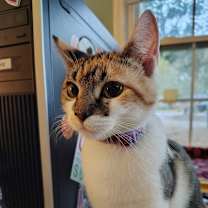 Thumbnail photo of Celeste #3