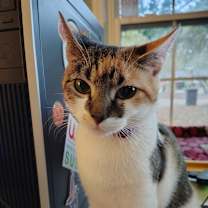 Thumbnail photo of Celeste #4