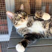 Thumbnail photo of Mustang #1