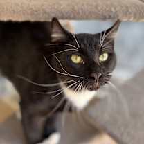 Thumbnail photo of Firebird #1