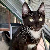 Thumbnail photo of Firebird #2