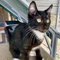 Thumbnail photo of Firebird #3