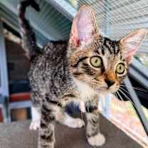 Thumbnail photo of Mustang #4