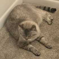 Thumbnail photo of Freyja #1