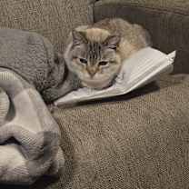 Thumbnail photo of Freyja #2