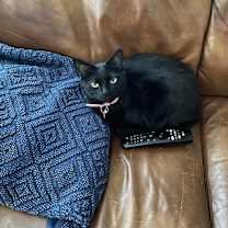 Thumbnail photo of Paloma #4