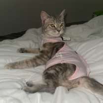 Thumbnail photo of Gracie #1