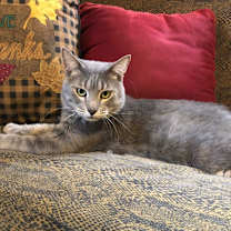 Thumbnail photo of Shenanigans #1