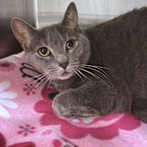 Thumbnail photo of Ally #2