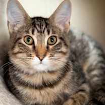 Thumbnail photo of Pascal #1