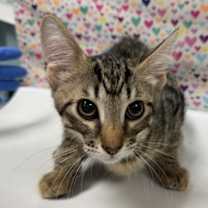 Thumbnail photo of Pascal #2