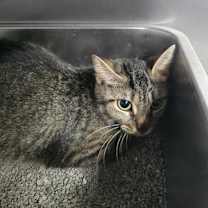 Thumbnail photo of Spice #3