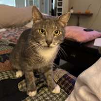 Thumbnail photo of Gray Gray #3