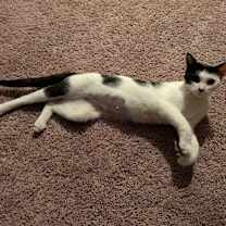 Thumbnail photo of Shamroxy #1