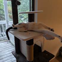 Thumbnail photo of Shamroxy #2