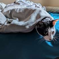 Thumbnail photo of Shamroxy #3