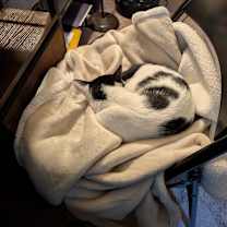 Thumbnail photo of Shamroxy #4