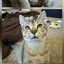 Thumbnail photo of Luke & Han (Bonded Pair) ⭐️Fully Sponsored #4