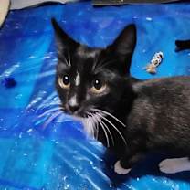 Thumbnail photo of Mittens - Winter Litter #2