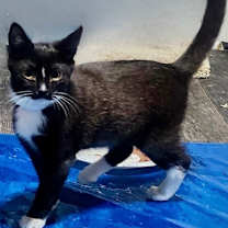 Thumbnail photo of Mittens - Winter Litter #4