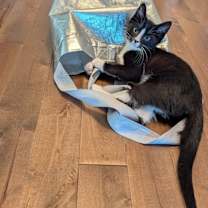 Thumbnail photo of Bert #2