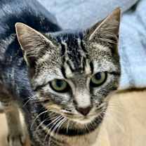 Thumbnail photo of Rosie #1