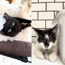 Thumbnail photo of Aberdeen & Galloway #1