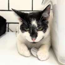 Thumbnail photo of Aberdeen & Galloway #3